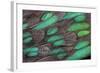 Rothschild Peacock Pheasant Tail Feathers-Darrell Gulin-Framed Photographic Print