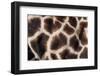 Rothschild's giraffe close up of young calf skin pattern-Edwin Giesbers-Framed Photographic Print