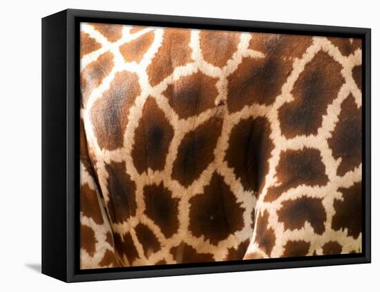 Rothschild's Giraffe Skin, Australia-David Wall-Framed Stretched Canvas