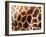 Rothschild's Giraffe Skin, Australia-David Wall-Framed Premium Photographic Print