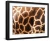 Rothschild's Giraffe Skin, Australia-David Wall-Framed Premium Photographic Print