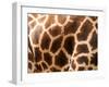 Rothschild's Giraffe Skin, Australia-David Wall-Framed Premium Photographic Print