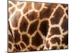 Rothschild's Giraffe Skin, Australia-David Wall-Mounted Premium Photographic Print