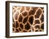 Rothschild's Giraffe Skin, Australia-David Wall-Framed Photographic Print