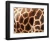 Rothschild's Giraffe Skin, Australia-David Wall-Framed Photographic Print