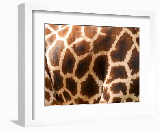 Rothschild's Giraffe Skin, Australia-David Wall-Framed Photographic Print