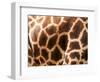 Rothschild's Giraffe Skin, Australia-David Wall-Framed Photographic Print
