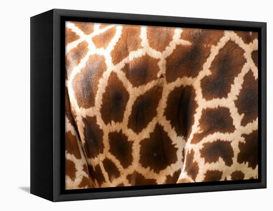 Rothschild's Giraffe Skin, Australia-David Wall-Framed Stretched Canvas