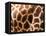 Rothschild's Giraffe Skin, Australia-David Wall-Framed Stretched Canvas