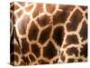 Rothschild's Giraffe Skin, Australia-David Wall-Stretched Canvas