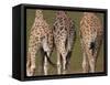 Rothschild's Giraffes (Giraffa Camelopardalis Rothschildi,) Skin, Captive, Native to East Africa-Steve & Ann Toon-Framed Stretched Canvas