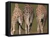 Rothschild's Giraffes (Giraffa Camelopardalis Rothschildi,) Skin, Captive, Native to East Africa-Steve & Ann Toon-Framed Stretched Canvas