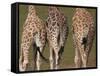 Rothschild's Giraffes (Giraffa Camelopardalis Rothschildi,) Skin, Captive, Native to East Africa-Steve & Ann Toon-Framed Stretched Canvas