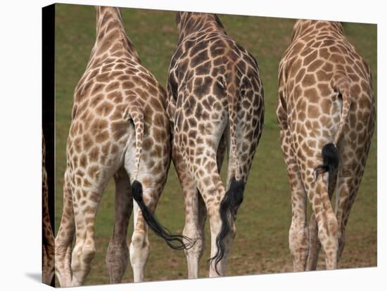 Rothschild's Giraffes (Giraffa Camelopardalis Rothschildi,) Skin, Captive, Native to East Africa-Steve & Ann Toon-Stretched Canvas