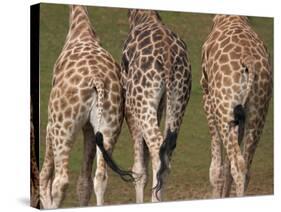 Rothschild's Giraffes (Giraffa Camelopardalis Rothschildi,) Skin, Captive, Native to East Africa-Steve & Ann Toon-Stretched Canvas