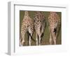 Rothschild's Giraffes (Giraffa Camelopardalis Rothschildi,) Skin, Captive, Native to East Africa-Steve & Ann Toon-Framed Photographic Print