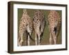 Rothschild's Giraffes (Giraffa Camelopardalis Rothschildi,) Skin, Captive, Native to East Africa-Steve & Ann Toon-Framed Photographic Print