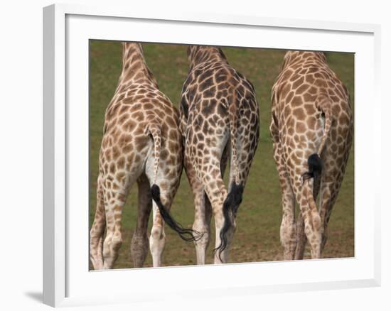 Rothschild's Giraffes (Giraffa Camelopardalis Rothschildi,) Skin, Captive, Native to East Africa-Steve & Ann Toon-Framed Photographic Print