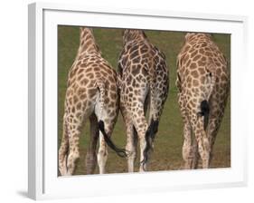 Rothschild's Giraffes (Giraffa Camelopardalis Rothschildi,) Skin, Captive, Native to East Africa-Steve & Ann Toon-Framed Photographic Print