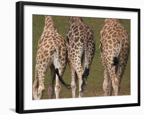 Rothschild's Giraffes (Giraffa Camelopardalis Rothschildi,) Skin, Captive, Native to East Africa-Steve & Ann Toon-Framed Photographic Print