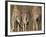 Rothschild's Giraffes (Giraffa Camelopardalis Rothschildi,) Skin, Captive, Native to East Africa-Steve & Ann Toon-Framed Photographic Print