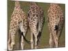 Rothschild's Giraffes (Giraffa Camelopardalis Rothschildi,) Skin, Captive, Native to East Africa-Steve & Ann Toon-Mounted Photographic Print
