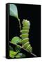 Rothschildia Hesperus (Silkmoth, Saturniid Moth) - Caterpillar-Paul Starosta-Framed Stretched Canvas