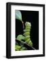 Rothschildia Hesperus (Silkmoth, Saturniid Moth) - Caterpillar-Paul Starosta-Framed Photographic Print