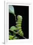 Rothschildia Hesperus (Silkmoth, Saturniid Moth) - Caterpillar-Paul Starosta-Framed Photographic Print