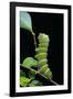 Rothschildia Hesperus (Silkmoth, Saturniid Moth) - Caterpillar-Paul Starosta-Framed Photographic Print