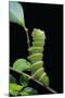 Rothschildia Hesperus (Silkmoth, Saturniid Moth) - Caterpillar-Paul Starosta-Mounted Photographic Print