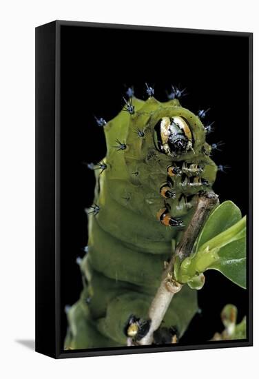 Rothschildia Jacobaeae (Silkmoth, Saturniid Moth) - Caterpillar Portrait-Paul Starosta-Framed Stretched Canvas