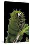 Rothschildia Jacobaeae (Silkmoth, Saturniid Moth) - Caterpillar Portrait-Paul Starosta-Stretched Canvas