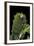 Rothschildia Jacobaeae (Silkmoth, Saturniid Moth) - Caterpillar Portrait-Paul Starosta-Framed Photographic Print
