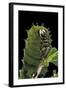 Rothschildia Jacobaeae (Silkmoth, Saturniid Moth) - Caterpillar Portrait-Paul Starosta-Framed Photographic Print