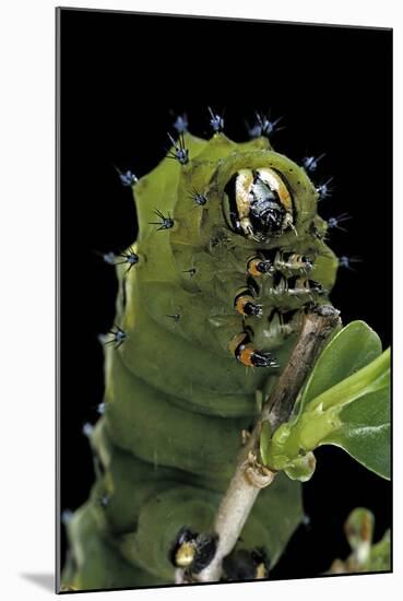 Rothschildia Jacobaeae (Silkmoth, Saturniid Moth) - Caterpillar Portrait-Paul Starosta-Mounted Photographic Print