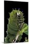 Rothschildia Jacobaeae (Silkmoth, Saturniid Moth) - Caterpillar Portrait-Paul Starosta-Mounted Photographic Print