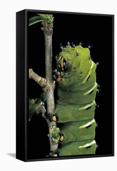 Rothschildia Jacobaeae (Silkmoth, Saturniid Moth) - Caterpillar-Paul Starosta-Framed Stretched Canvas