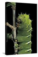 Rothschildia Jacobaeae (Silkmoth, Saturniid Moth) - Caterpillar-Paul Starosta-Stretched Canvas