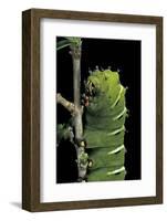 Rothschildia Jacobaeae (Silkmoth, Saturniid Moth) - Caterpillar-Paul Starosta-Framed Photographic Print