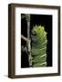 Rothschildia Jacobaeae (Silkmoth, Saturniid Moth) - Caterpillar-Paul Starosta-Framed Photographic Print