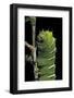 Rothschildia Jacobaeae (Silkmoth, Saturniid Moth) - Caterpillar-Paul Starosta-Framed Photographic Print