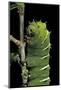 Rothschildia Jacobaeae (Silkmoth, Saturniid Moth) - Caterpillar-Paul Starosta-Mounted Photographic Print