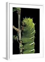 Rothschildia Jacobaeae (Silkmoth, Saturniid Moth) - Caterpillar-Paul Starosta-Framed Photographic Print