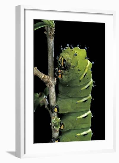 Rothschildia Jacobaeae (Silkmoth, Saturniid Moth) - Caterpillar-Paul Starosta-Framed Photographic Print