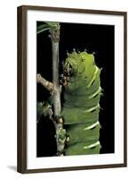 Rothschildia Jacobaeae (Silkmoth, Saturniid Moth) - Caterpillar-Paul Starosta-Framed Photographic Print