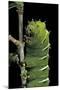 Rothschildia Jacobaeae (Silkmoth, Saturniid Moth) - Caterpillar-Paul Starosta-Mounted Photographic Print