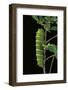 Rothschildia Jacobaeae (Silkmoth, Saturniid Moth) - Caterpillar-Paul Starosta-Framed Photographic Print