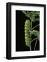 Rothschildia Jacobaeae (Silkmoth, Saturniid Moth) - Caterpillar-Paul Starosta-Framed Photographic Print