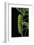 Rothschildia Jacobaeae (Silkmoth, Saturniid Moth) - Caterpillar-Paul Starosta-Framed Photographic Print